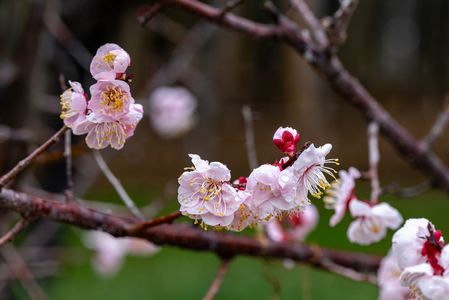 雨中の爛漫