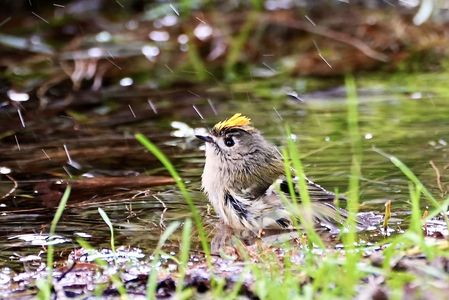 山から下りてきたよ！！