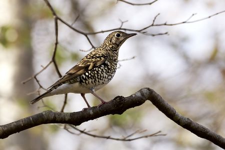 トラツグミ、雌なの雄なの？！