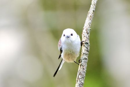 今年生まれのシマエナガちゃん！