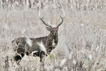 薄野の牡鹿