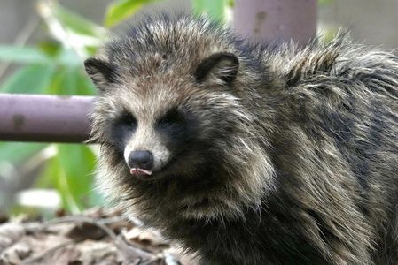 僕、熊じゃないよ