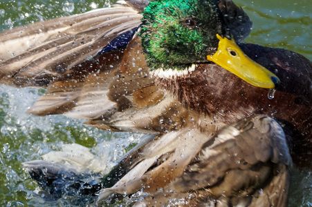 ダイナミックなカモの水浴び
