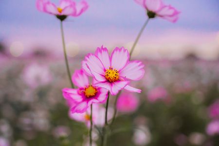 夕暮れの華やぎ