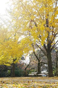 午後の陽の下で