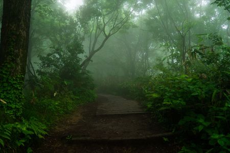 霧の山道
