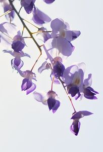 紫草