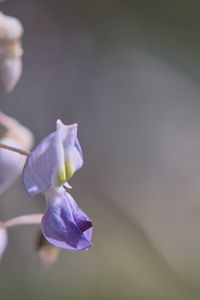 紫草