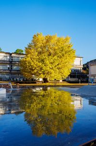 大銀杏リフレクション