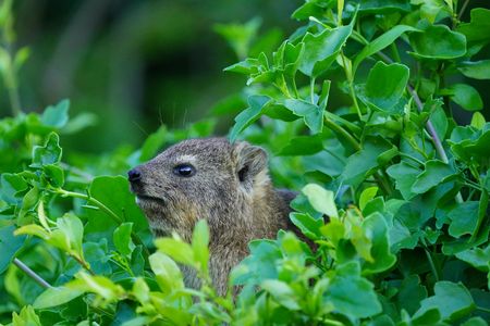 俺の餌は譲れない