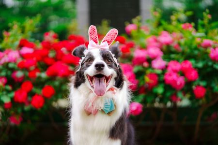 ウサ耳コリー　#ペット自慢2024_犬#