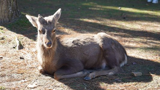 神の使い　奈良公園の鹿