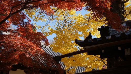 奈良公園の秋色