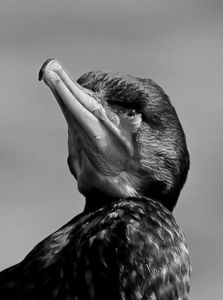 見上げる先には