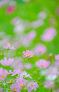 たまにはお花とかも撮るのです。