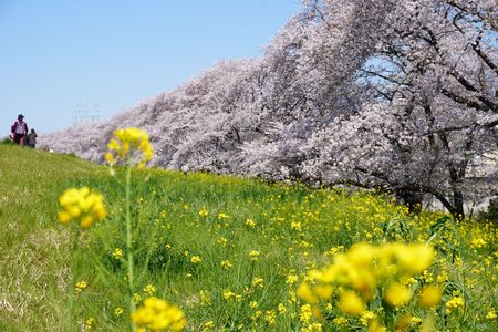熊谷桜堤