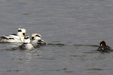 可愛いパンダカモ