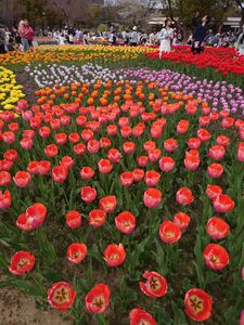 お花畑#フラワー2025#