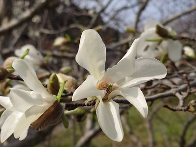 春一番が吹く前に