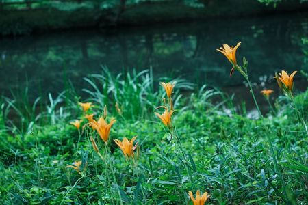水辺に咲く灯り