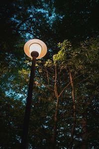 森を灯す一つの光