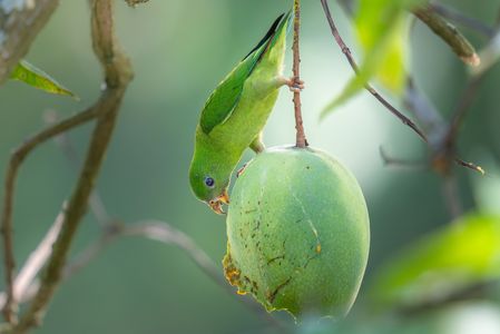 Blue-crowned Hanging Parrot / サトウチョウ