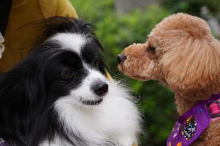 あ、ども、こ、こんにちは