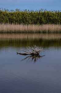 蒲生干潟の流木と葦