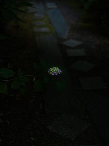 資福寺薄暗がりに浮かぶ紫陽花