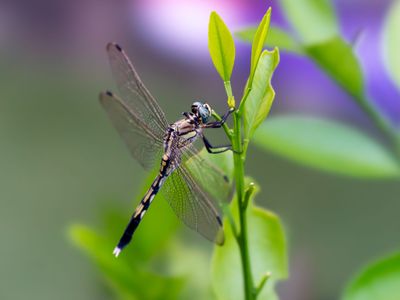 蜜柑の木にて