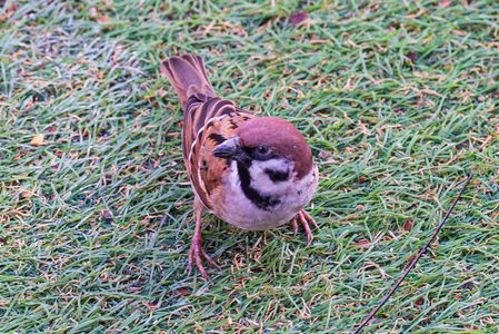 柿の種まだか！　あっちむいてホイ（D1)