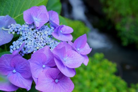 マクロで紫陽花