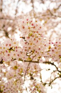 桃源郷桜まつり