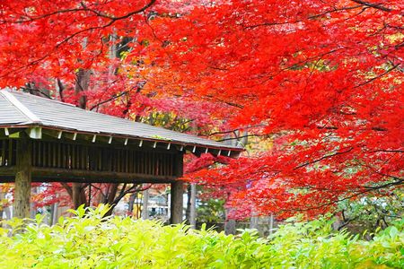 赤く紅葉した葉と東屋