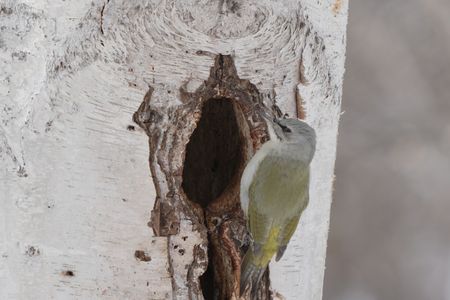 ヤマゲラの内覧会