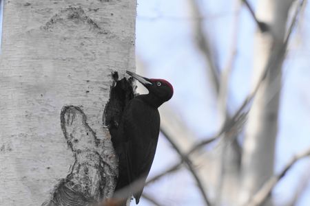 新居を建築中のクマゲラさん
