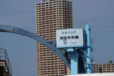 尻無川水門付近にカモが飛来していた