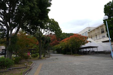 紅葉が始まったウオーキングの公園