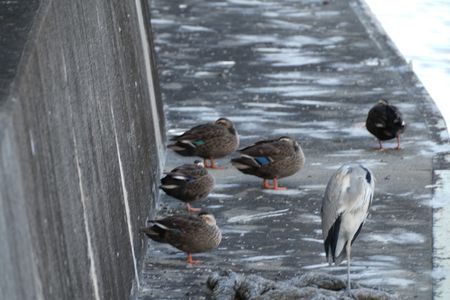 落合渡船場界隈の木津川堤防の野鳥