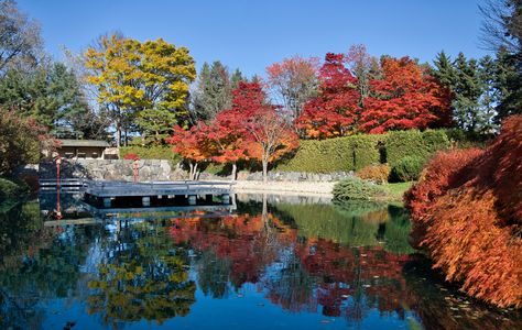 百合が原公園の紅葉と野鳥