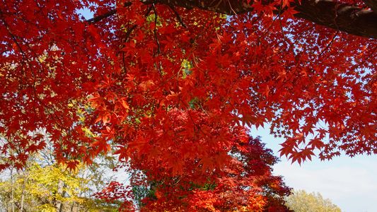 百合が原公園の紅葉　ZV-1編