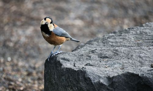 百合が原公園の野鳥と花と蝶