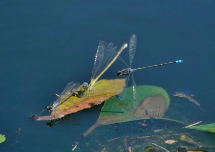 イトトンボのバトル