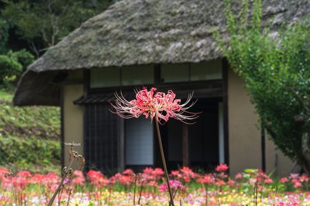 日本の秋