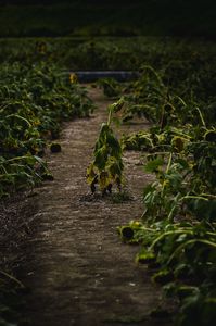 夏の終わり #岐阜県#