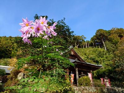 帝王ダリヤの咲く山寺