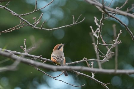 どこに止まる気？