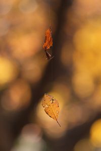 クモさんも芸術の秋⁉