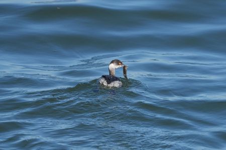 大物とれたぞ！