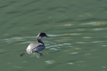 かわいい足ひれ